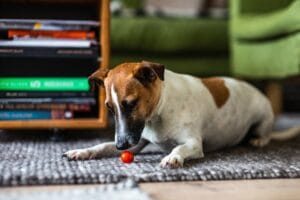 Televisión para perros: cómo funciona la tecnología detrás