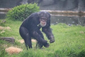 Científicos descubren que chimpancés consumen alcohol fermentado