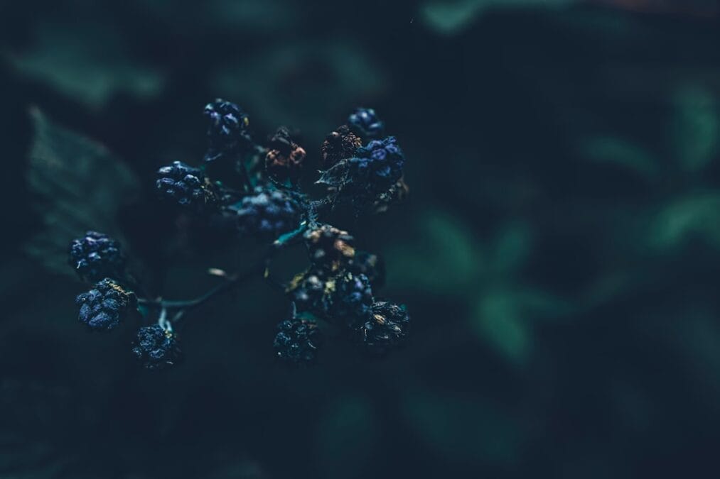 Proteína AP2A1: el interruptor del envejecimiento celular 1 Proteína AP2A1: el interruptor del envejecimiento celular