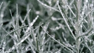 No Frost vs. Cíclico: cuál nevera comprar según tus necesidades